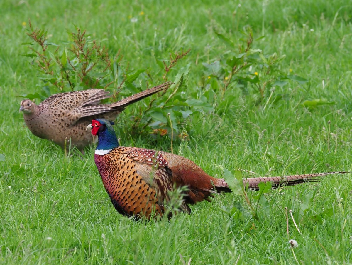 Домашняя птица с длинным хвостом