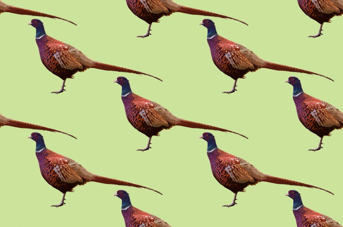 Среднеазиатский фазан