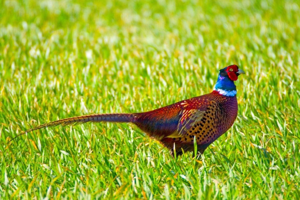 Фазан декоративный