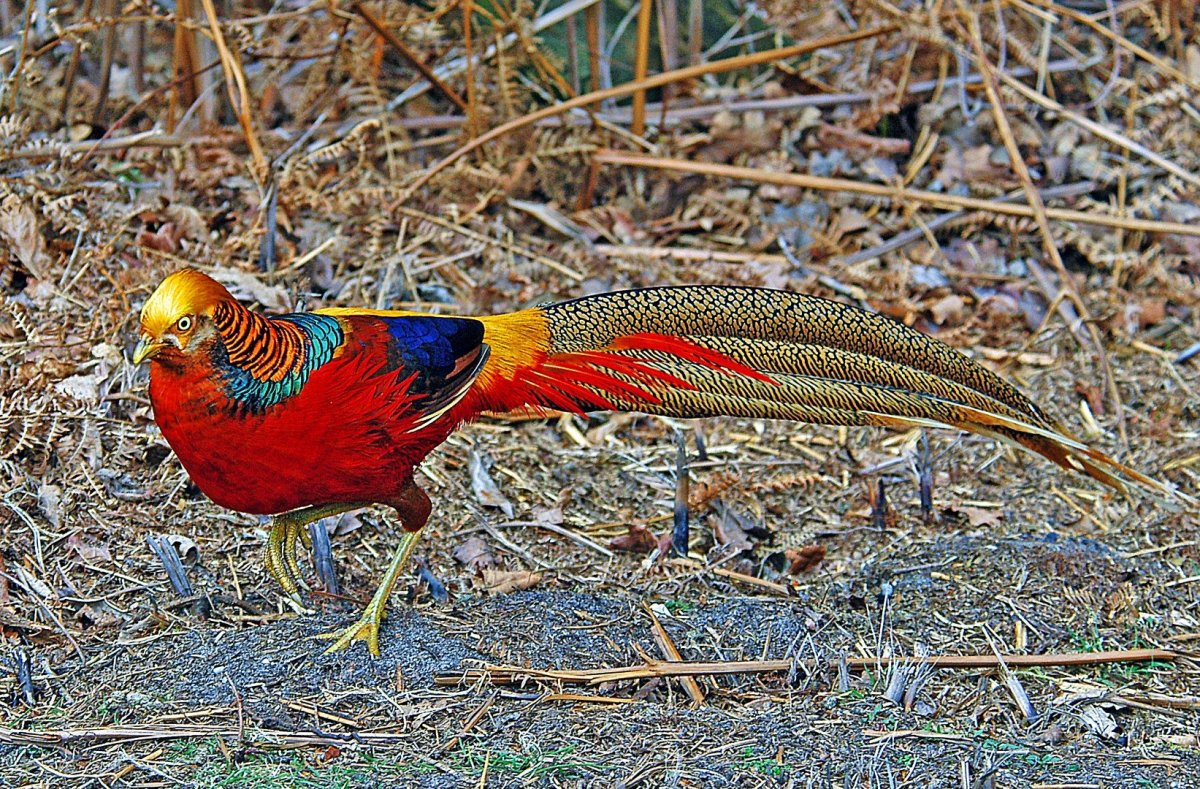 Арчибальд Торберн фазаны