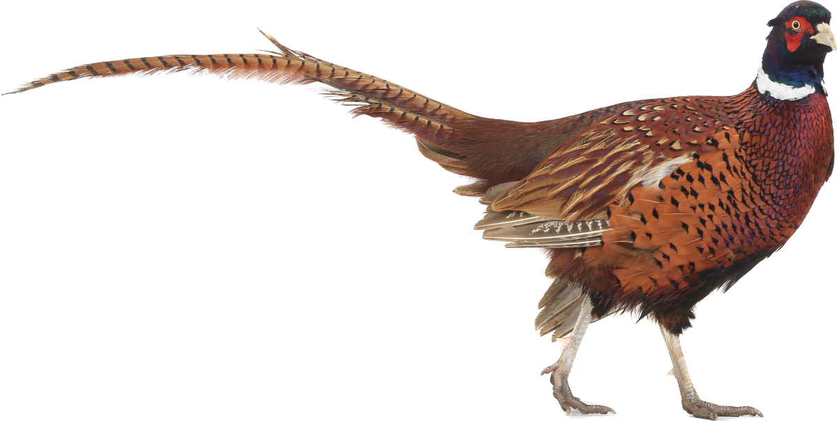 Фазан на прозрачном фоне
