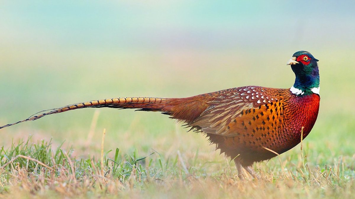 Фазан карточка