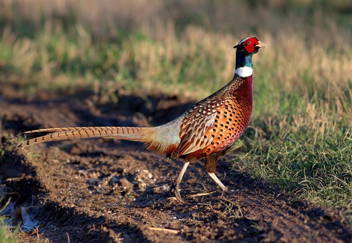 Арчибальд Торберн