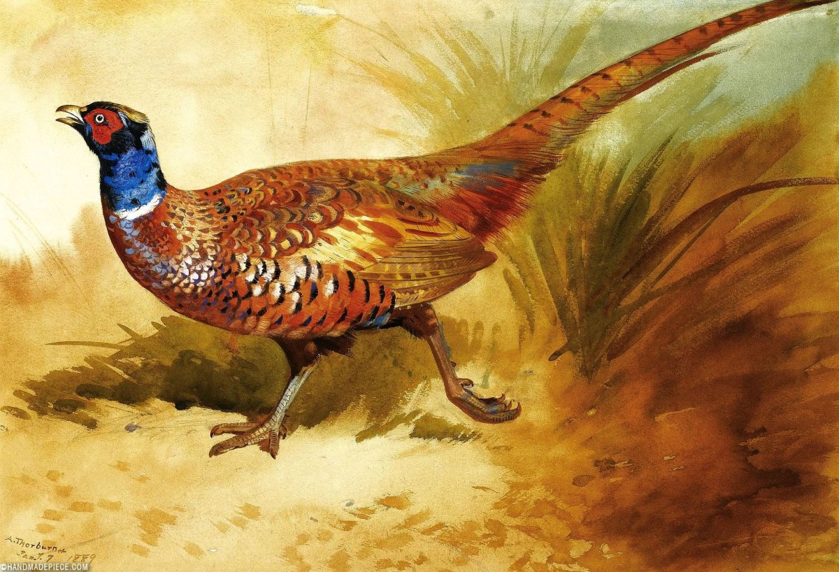 Фазан и Перепелка