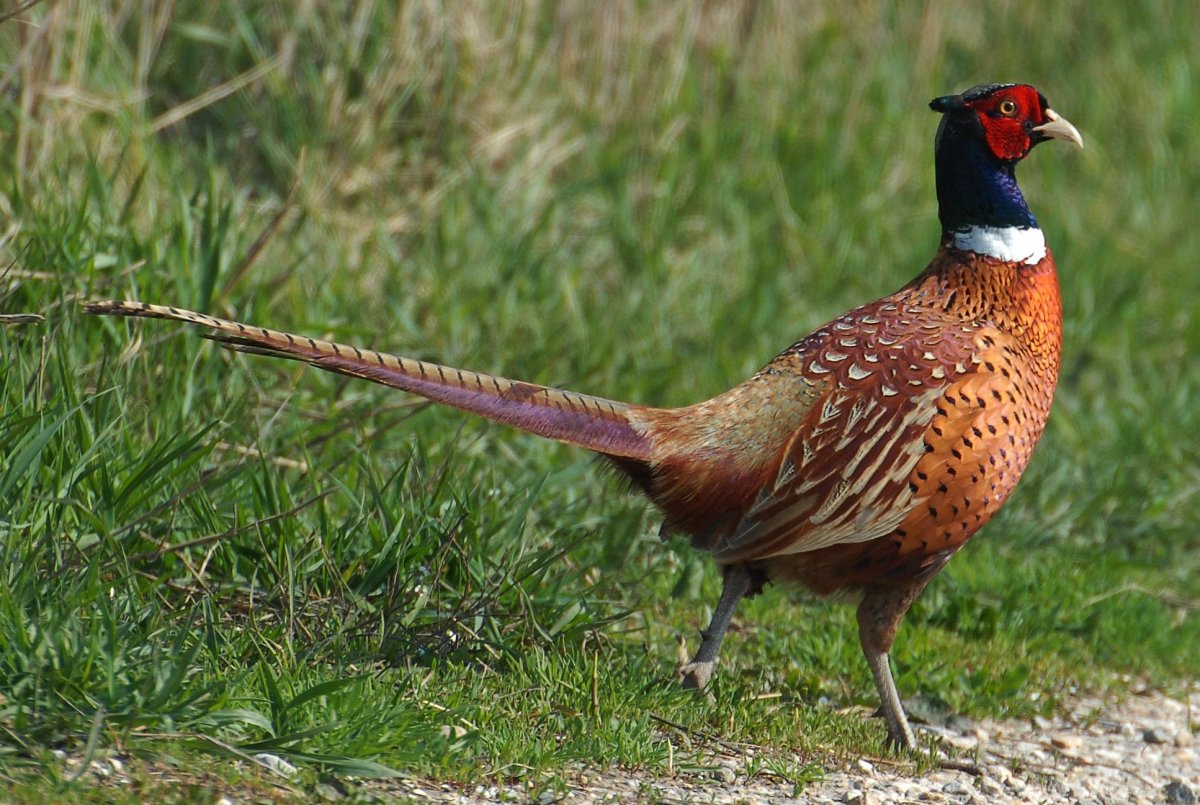 Кавказский фазан