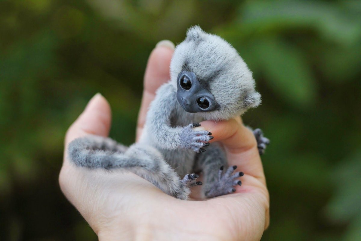 Маленькие панды