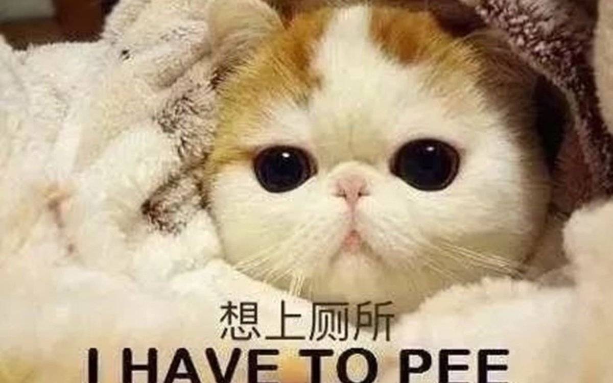 Кролик карликовый хотот