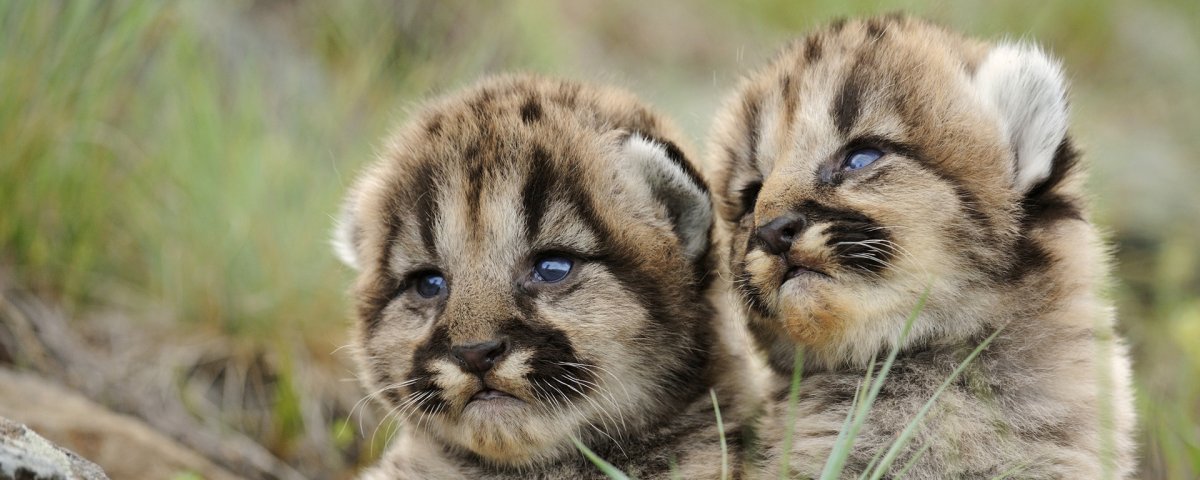 Мексиканский глазоух зверек