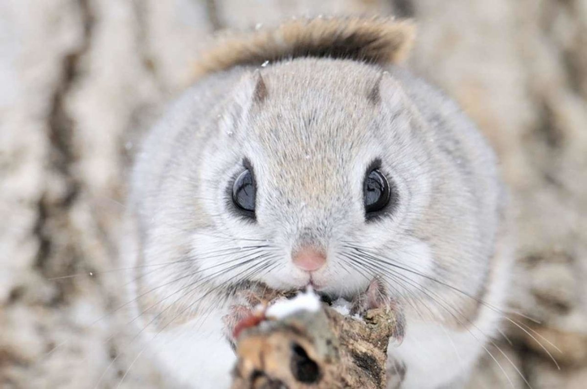 Обезьянка игрунка