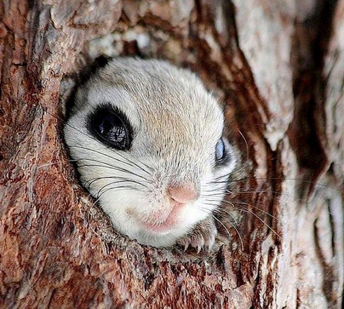 Необычные милые щенята