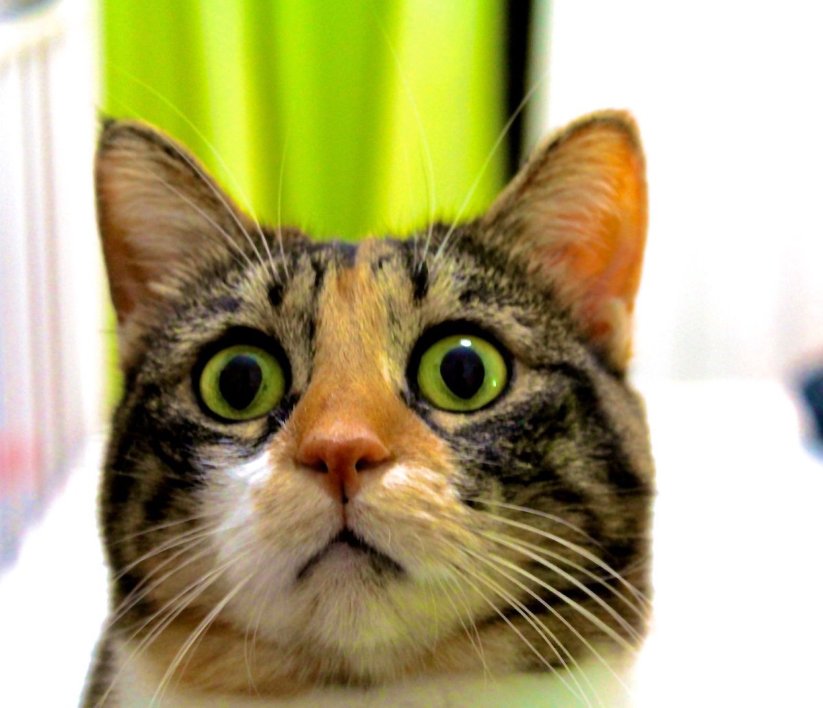 Кошка в шоке