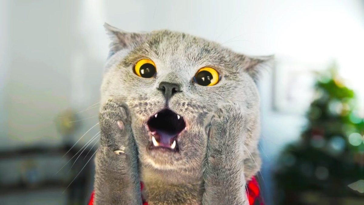 Недоумевающий кот