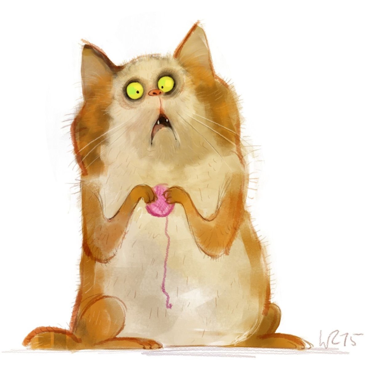 Дабл хоба кот