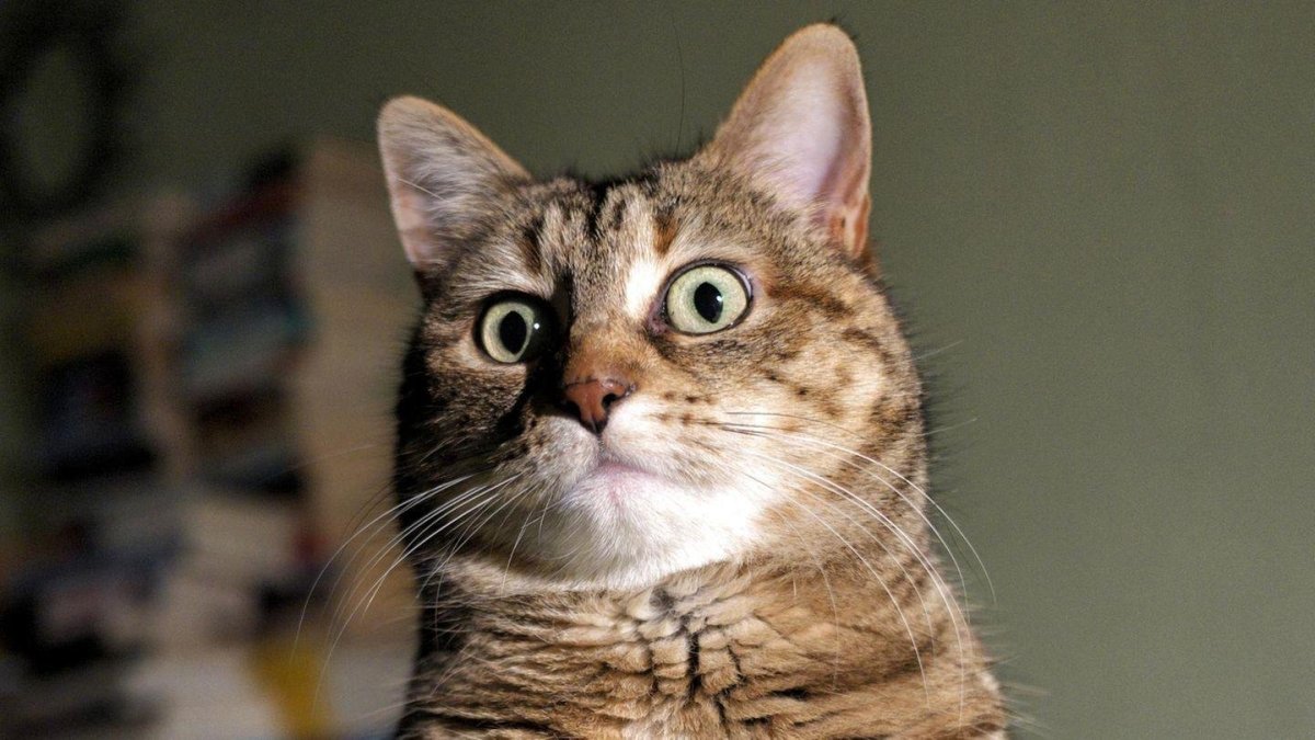 Удивленный кот