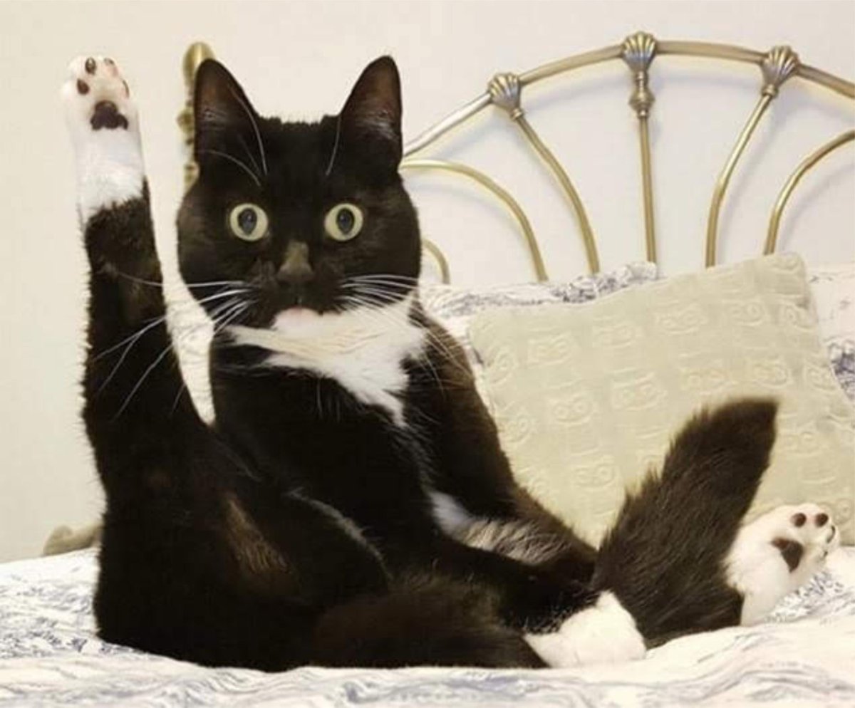 Удивленный кот