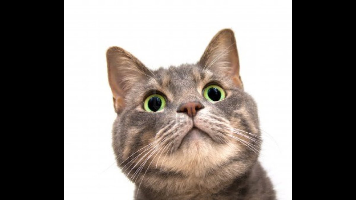 Смешные морды котов