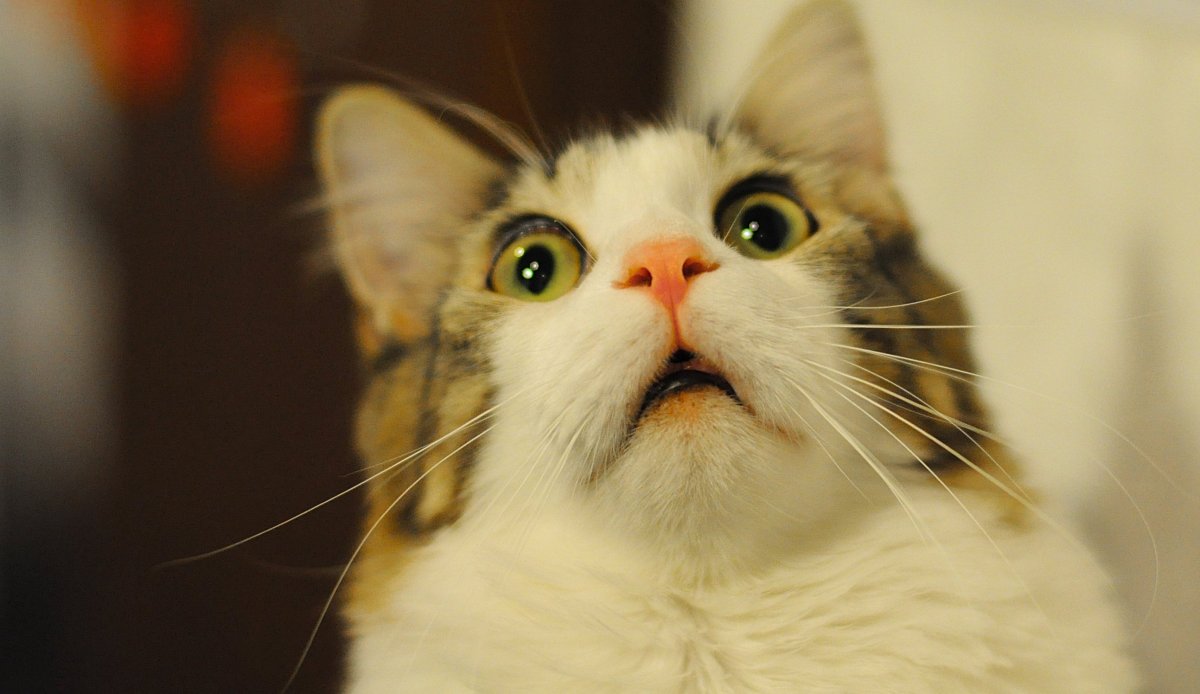 Коты удивляются