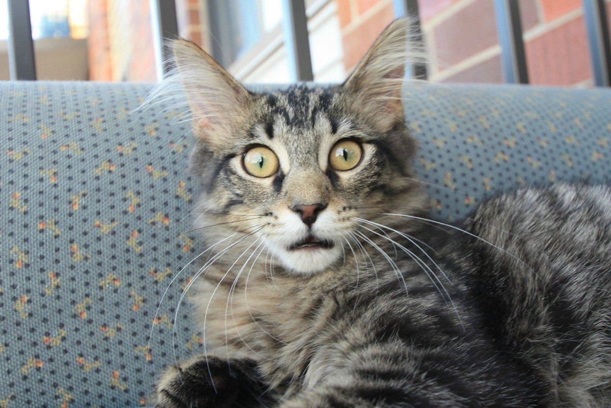 Кошка в шоке