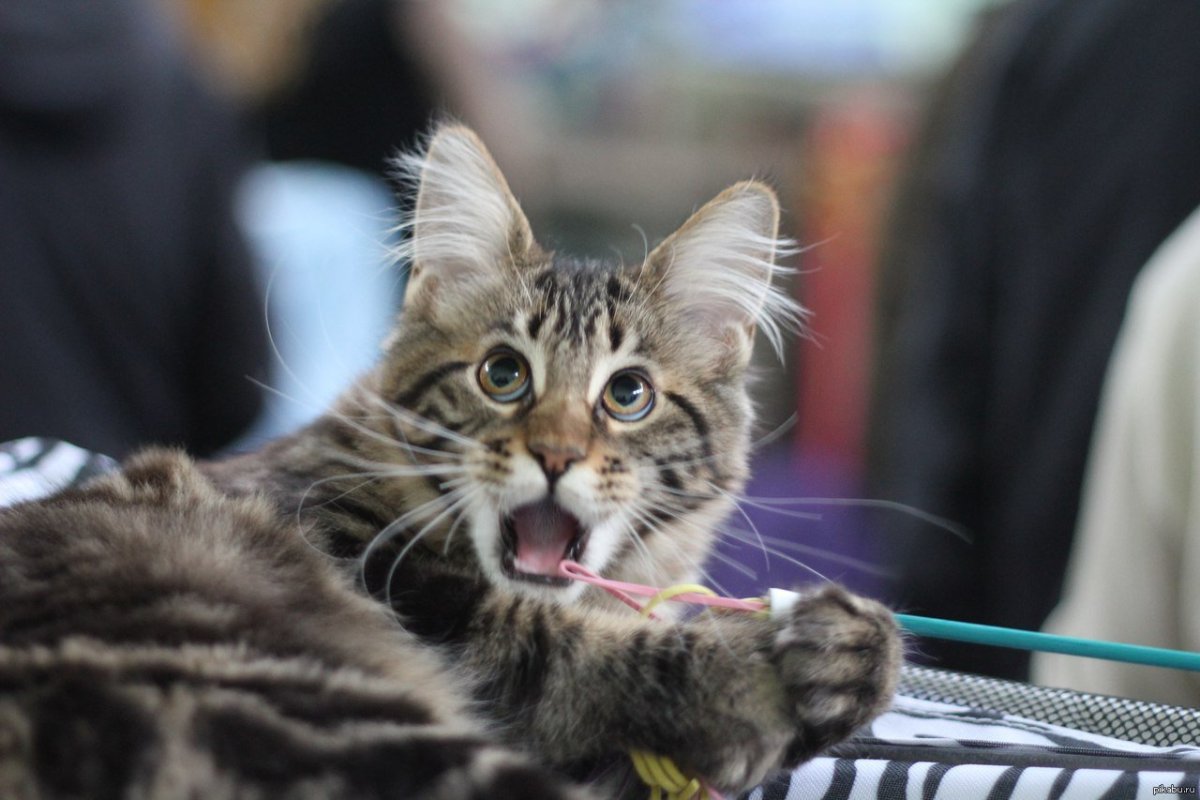 Европейская короткошерстная кошка бенгал