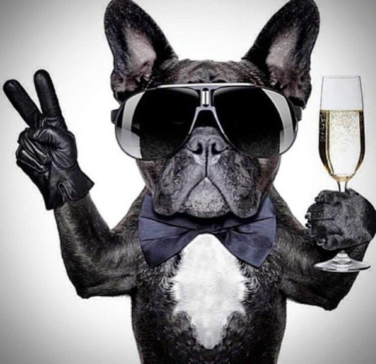 Собака с бокалом