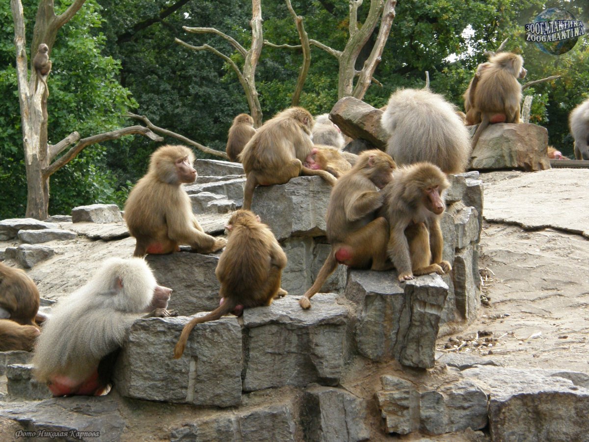 Макаки в зоопарке