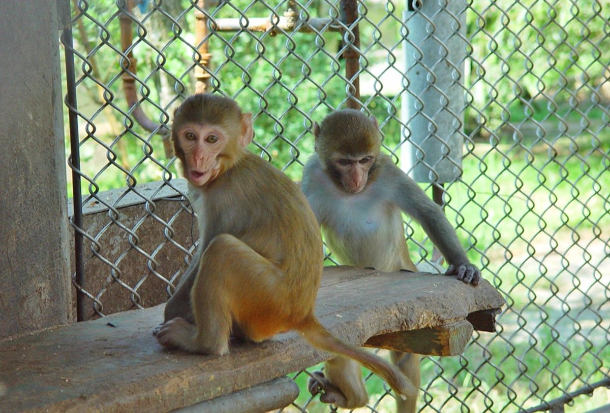 Шимпанзе в зоопарке