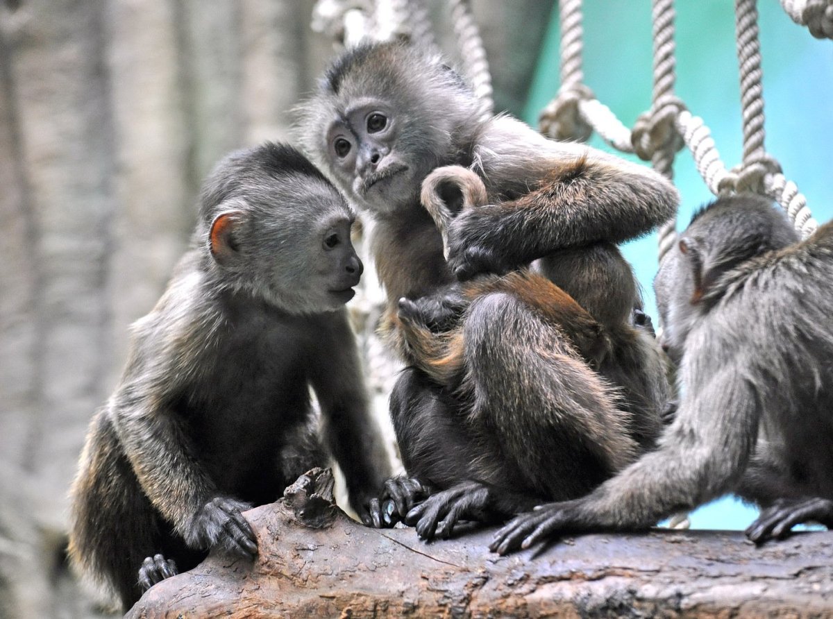 Московский зоопарк обезьяны