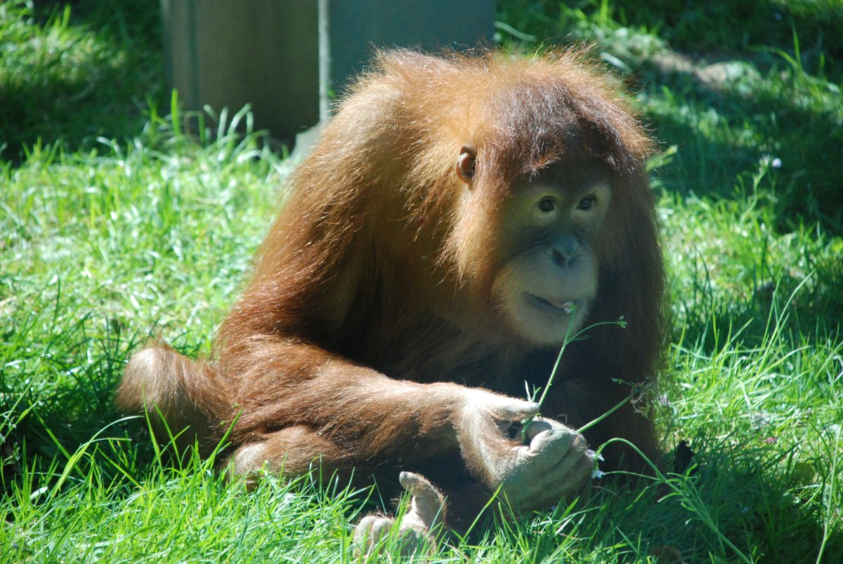 Маленький орангутан