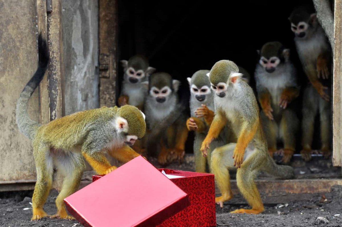 Обезьяна в зоопарке