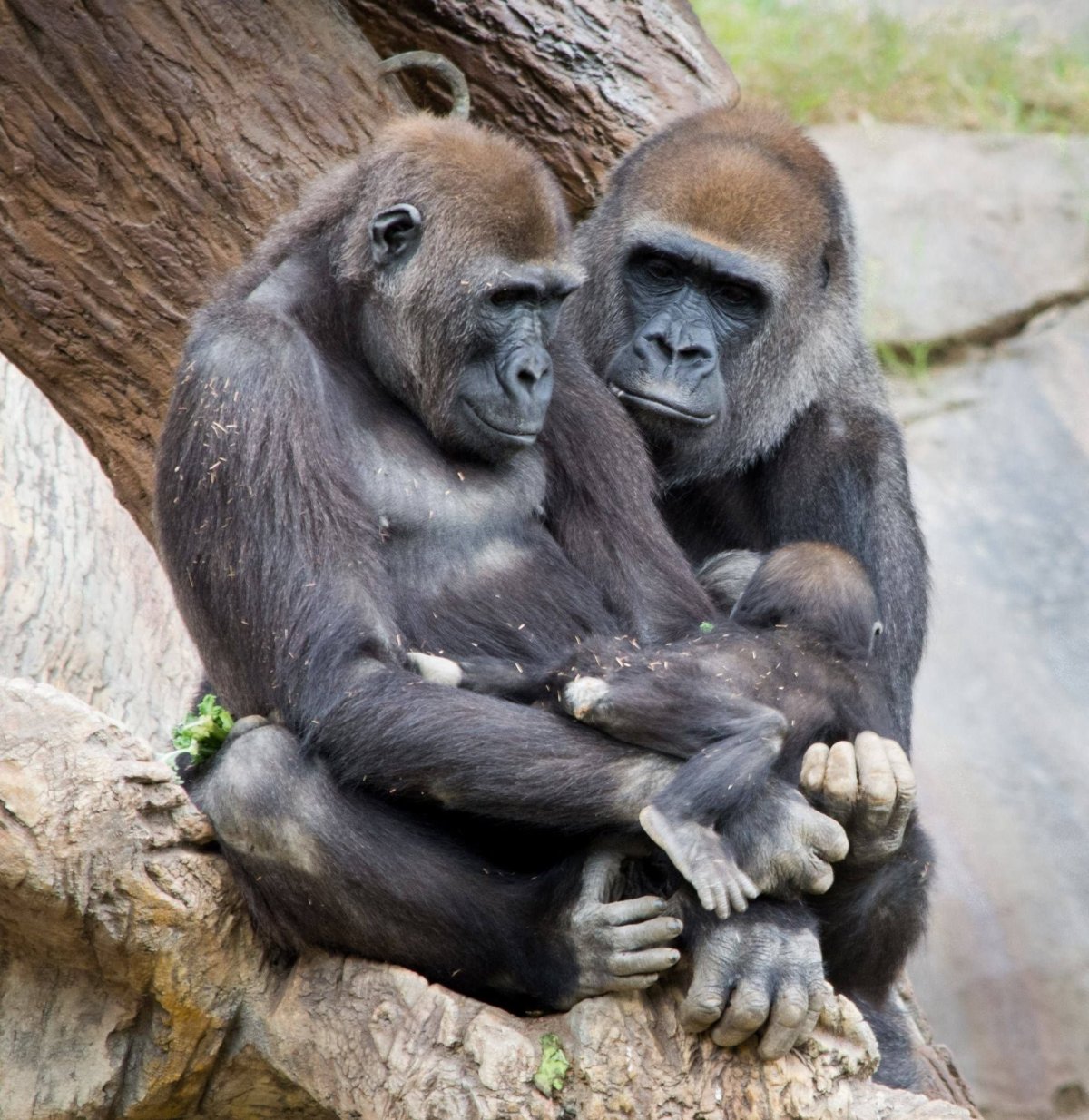 Карликовый Гиббон