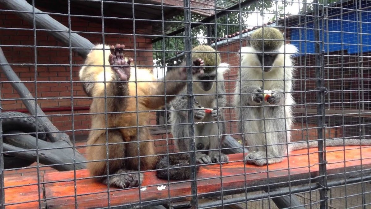 Обезьяна примат