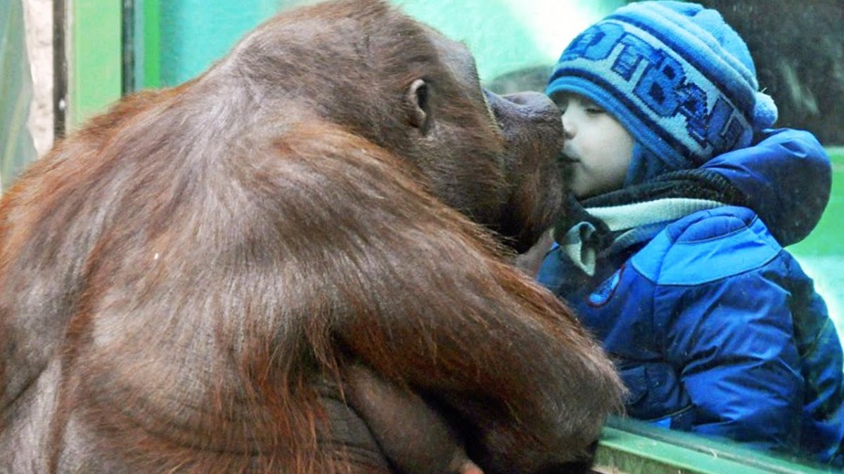 Большой зоопарк