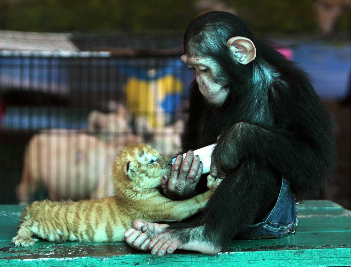 Обезьяны в ряд