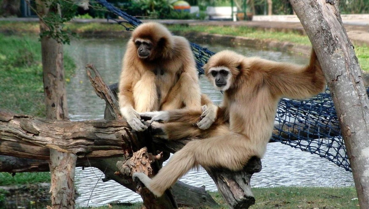 Мартышка в зоопарке