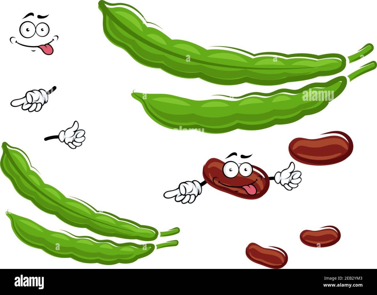 Бобы вектор