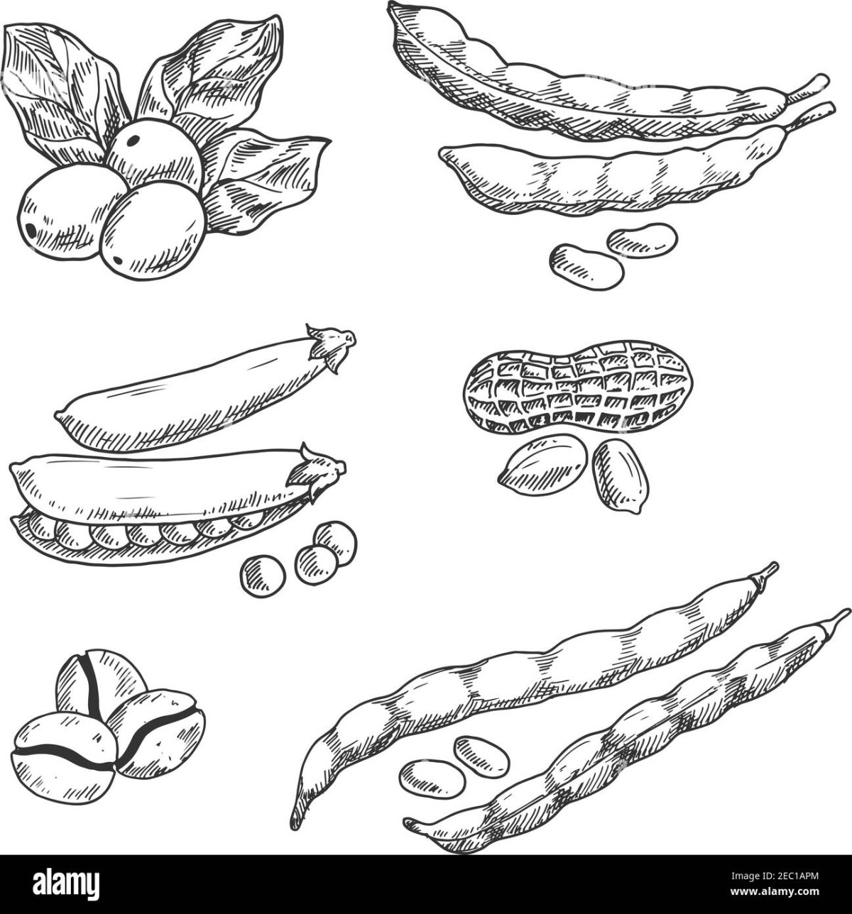 Соевые Бобы цветной рисунок