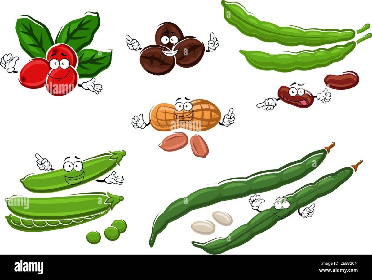 Фасоль вектор