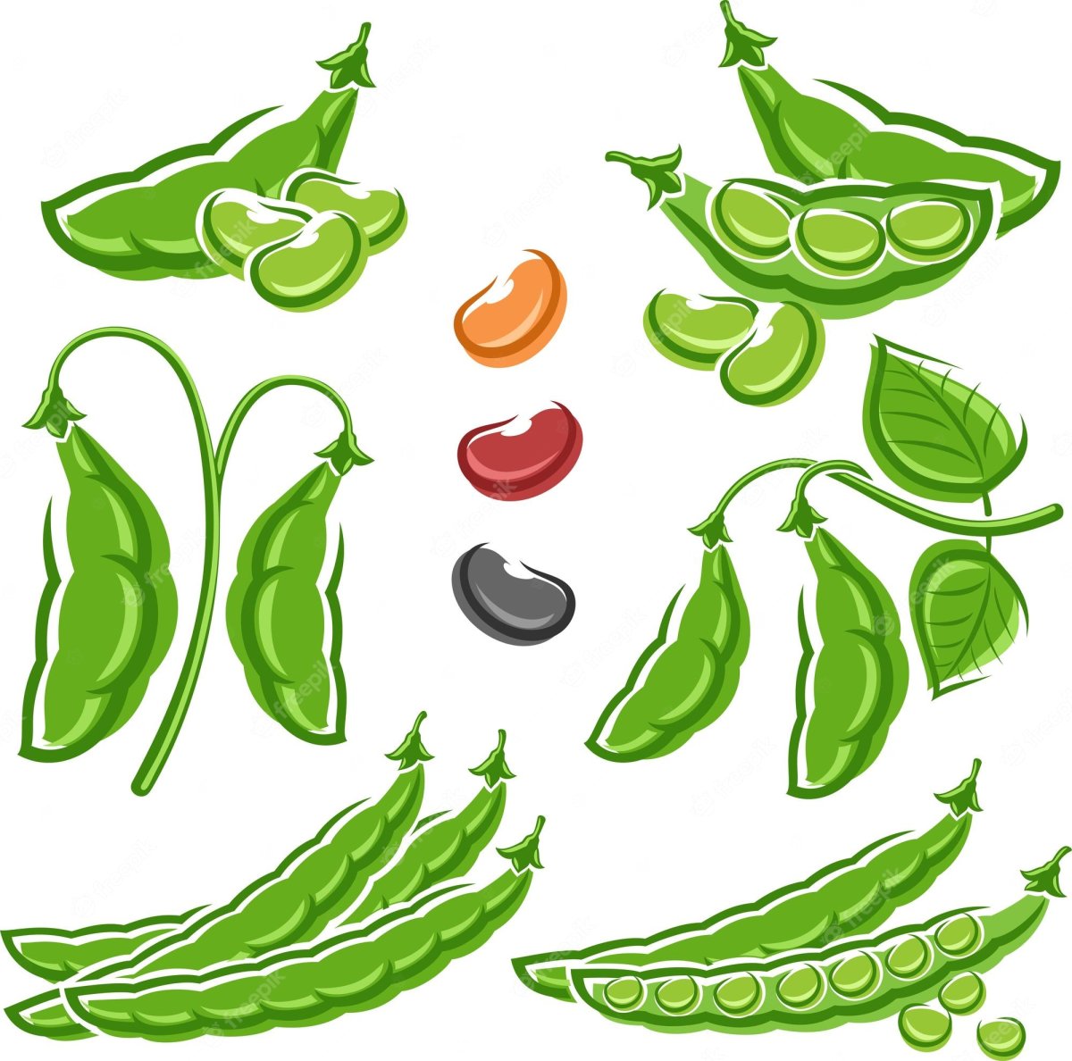 Горох фасоль вектор