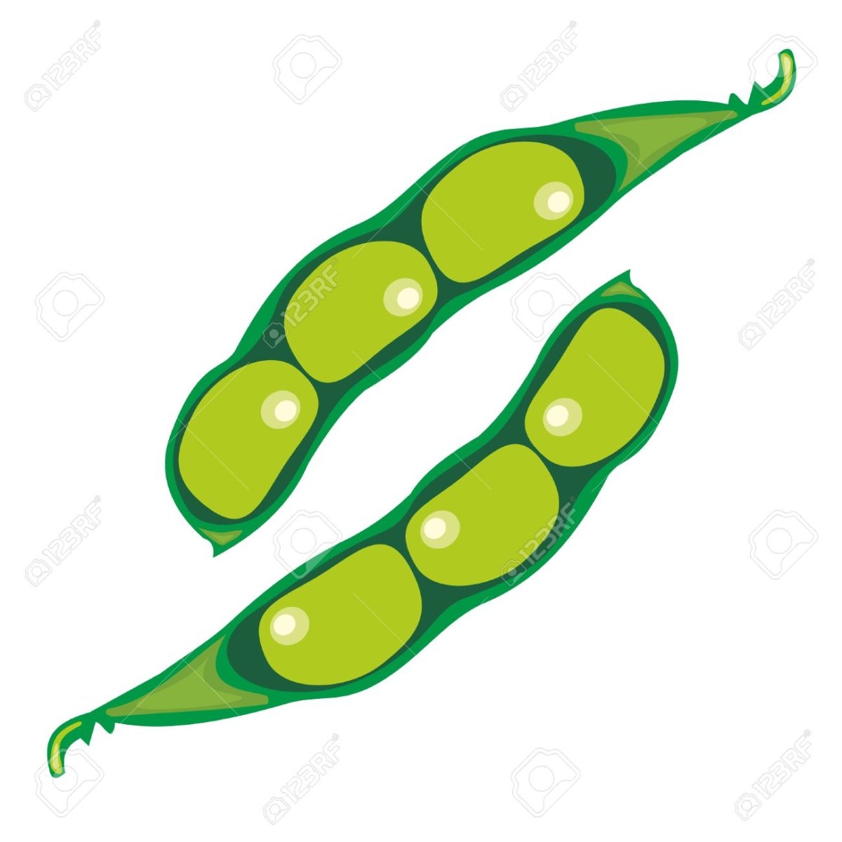 Фасоль рисунок для детей