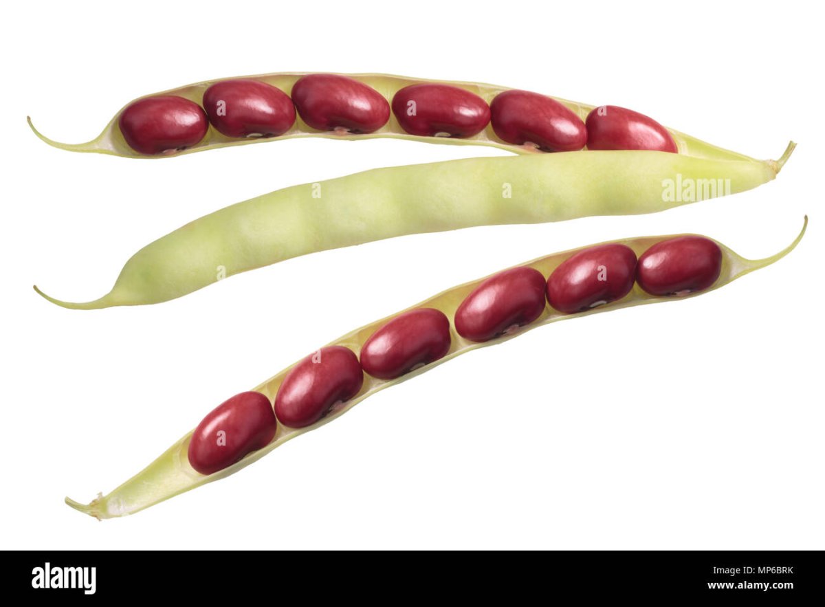 Какао Бобы вектор