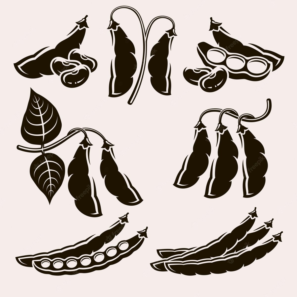 Фасоль Ботаническая иллюстрация