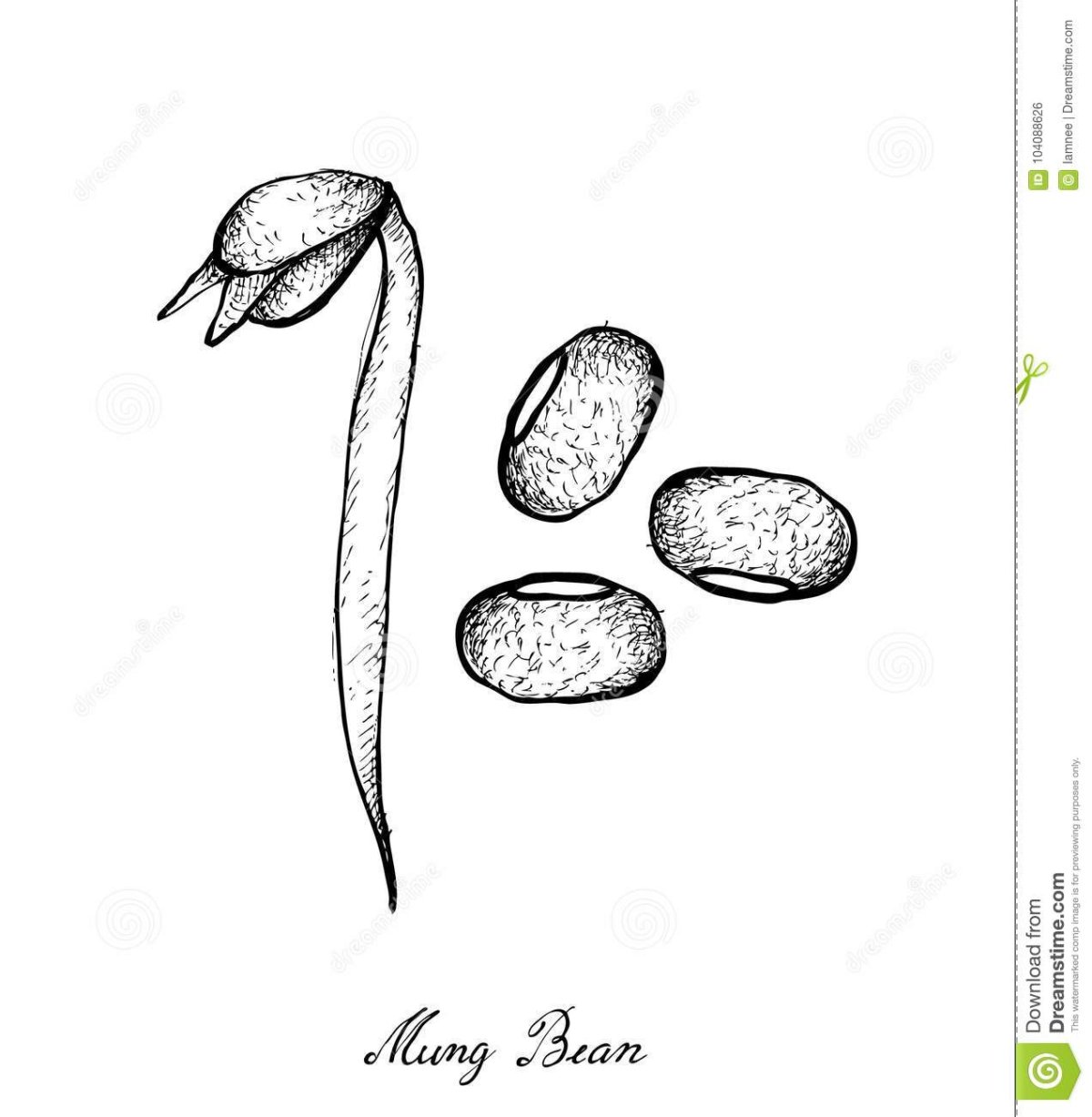 Какао Бобы рисунок