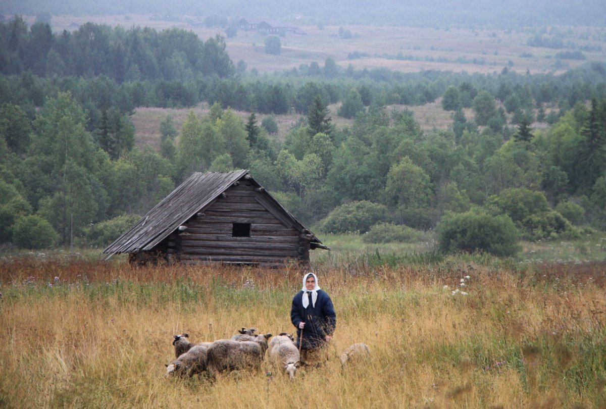 Летнее утро в деревне