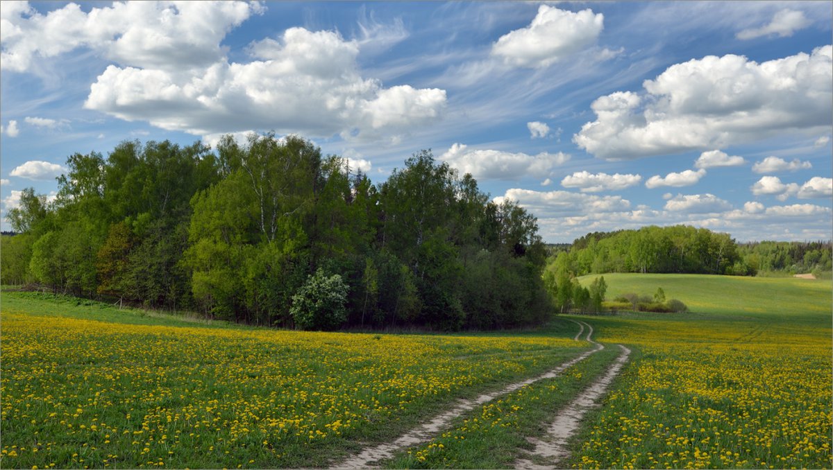 Леса поля перелески России