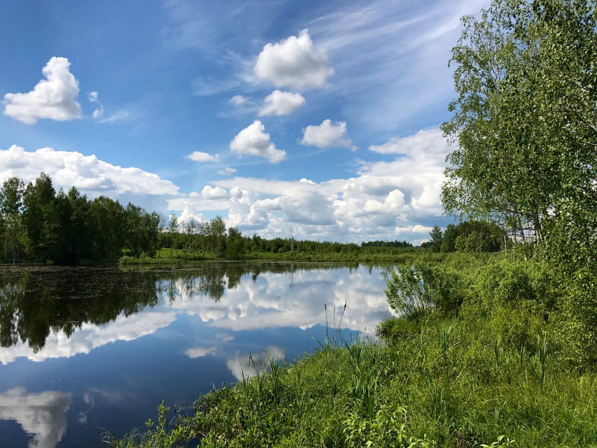 Май в Подмосковье природа