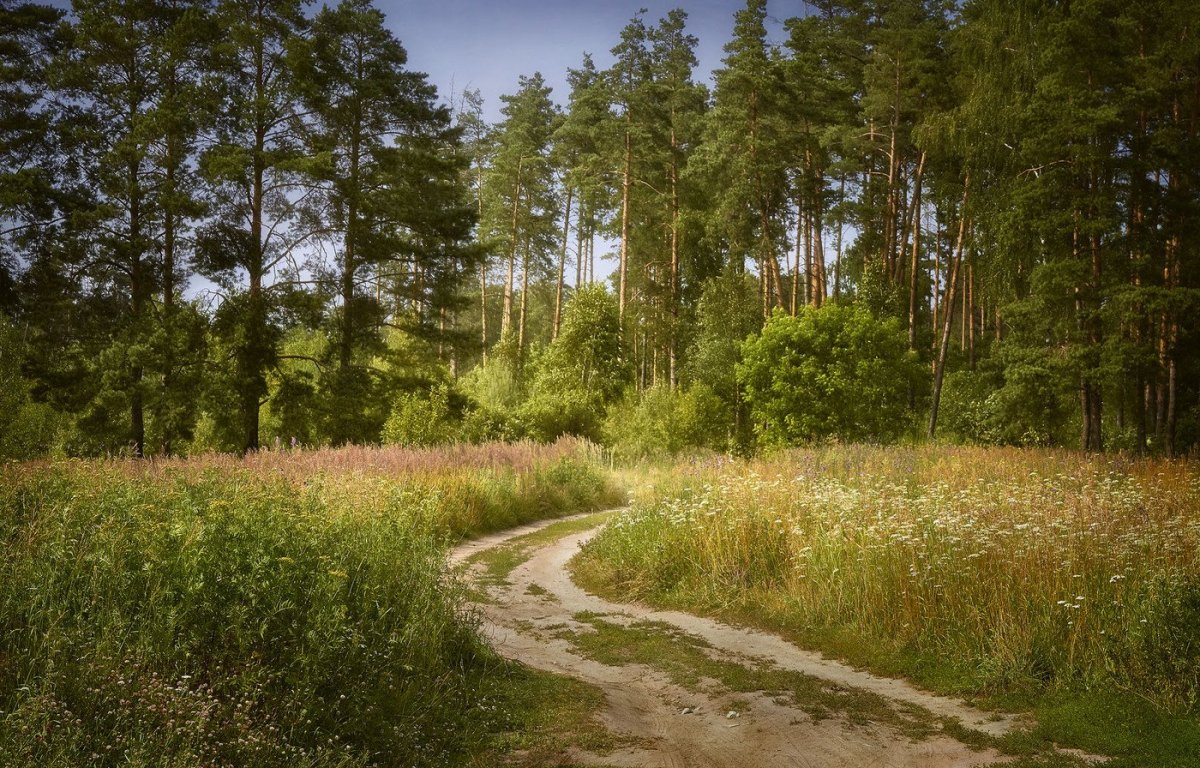 Сосновый лес Московская область