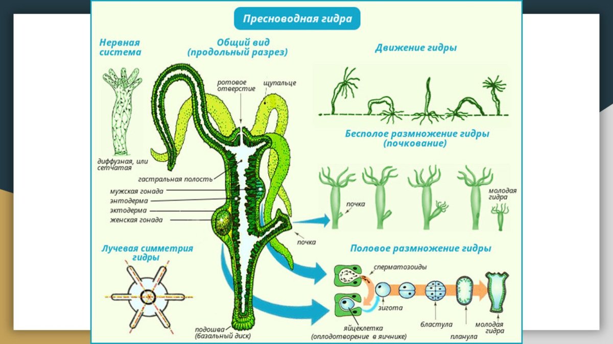 ССО гидра якорь перебор