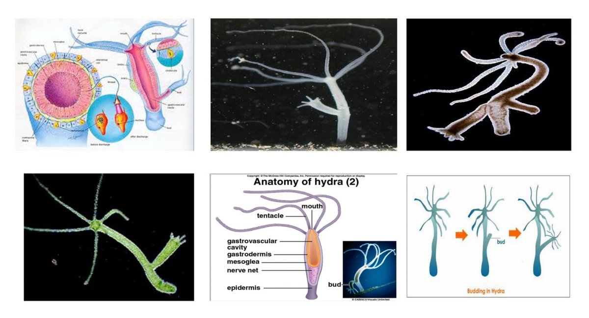 Крылатый змей Таргариен