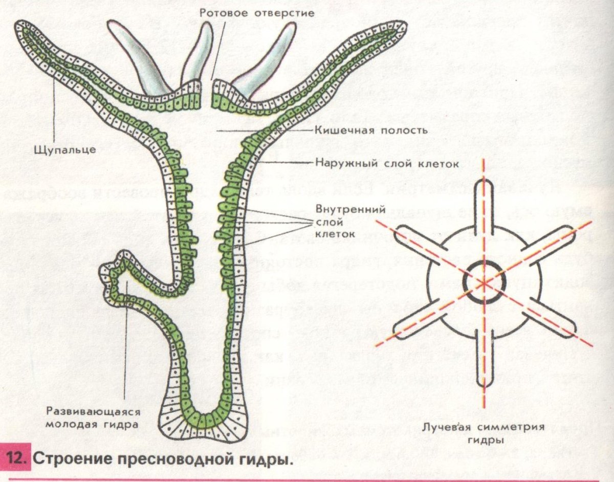 Цикл развития пресноводной гидры