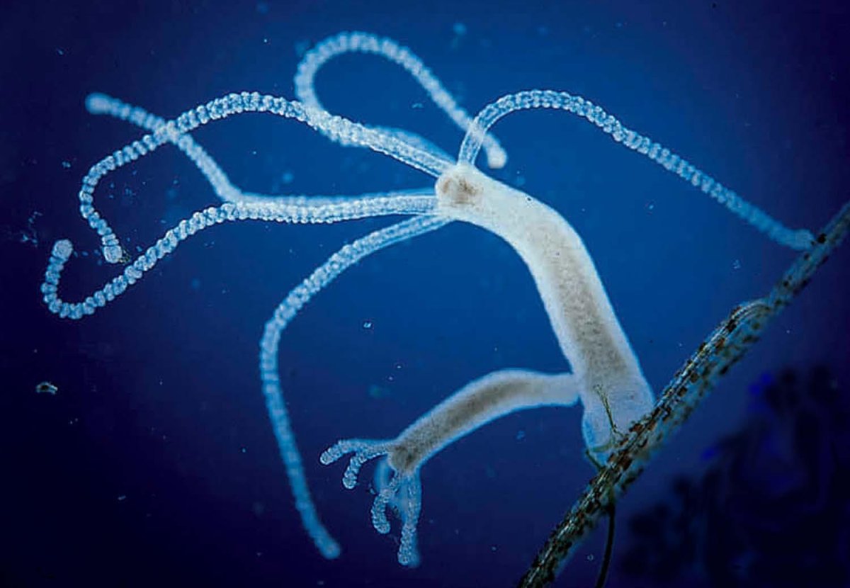 Гидра Векторная лого